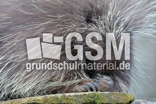 Baumstachler (3).jpg